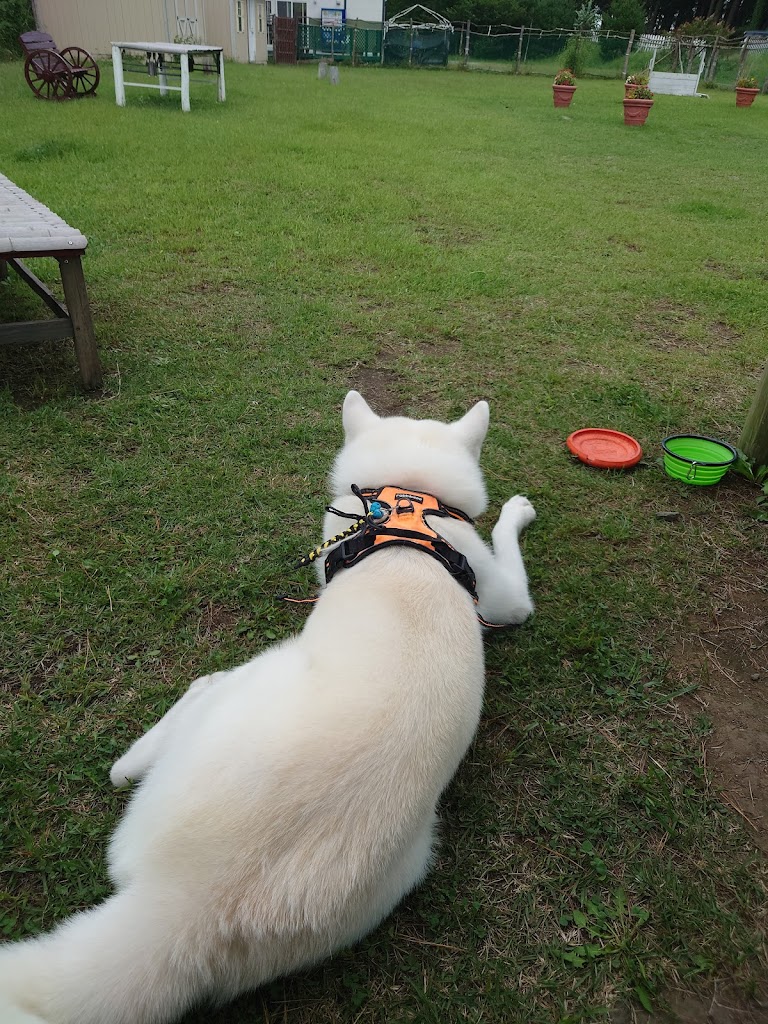 ドッグラン クローバー