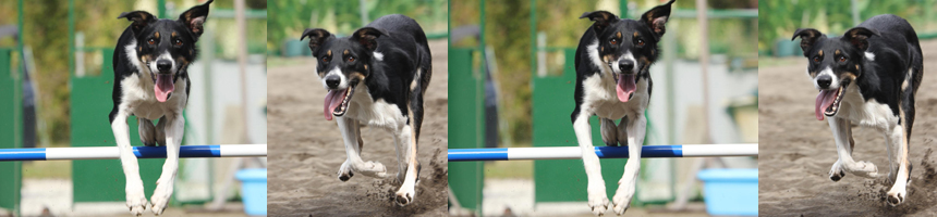 犬の総合施設　ＲＯＢＩＮ’Ｓ　ＨＯＵＳＥ