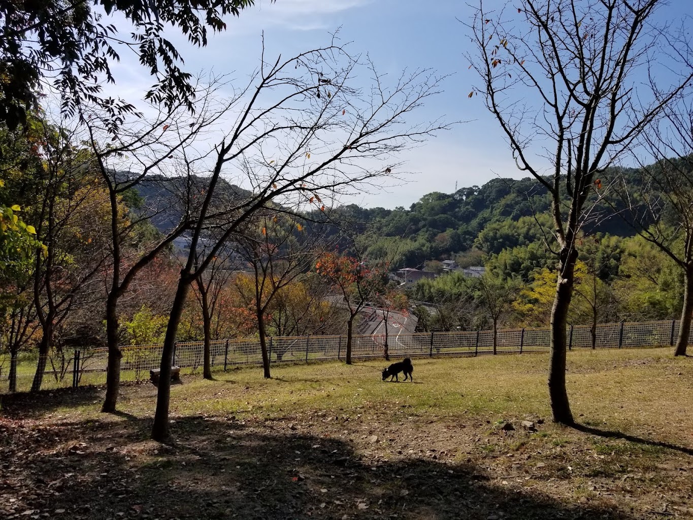 小型剣ドッグラン