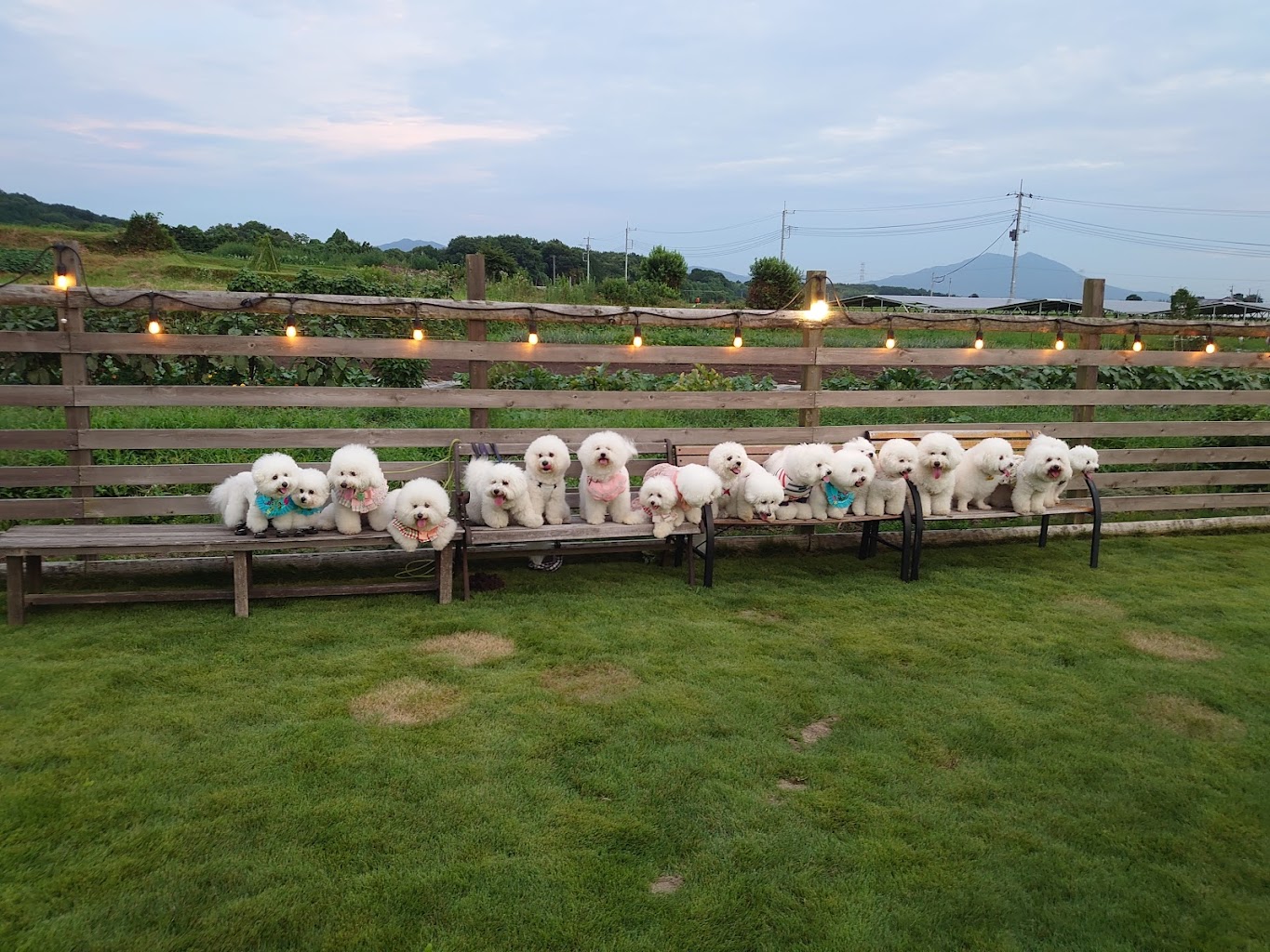 バンクフィールドプラスドッグ