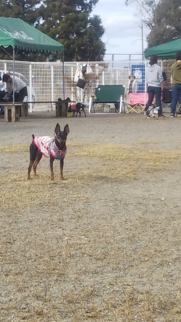 ティンカーベル弥富