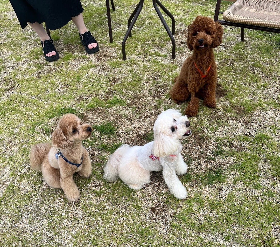 ドッグランルルの庭