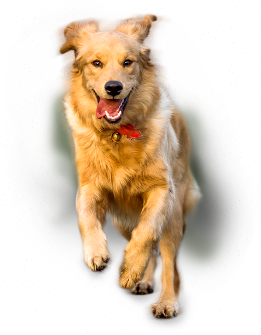 くまもとドッグランもりのみやこ