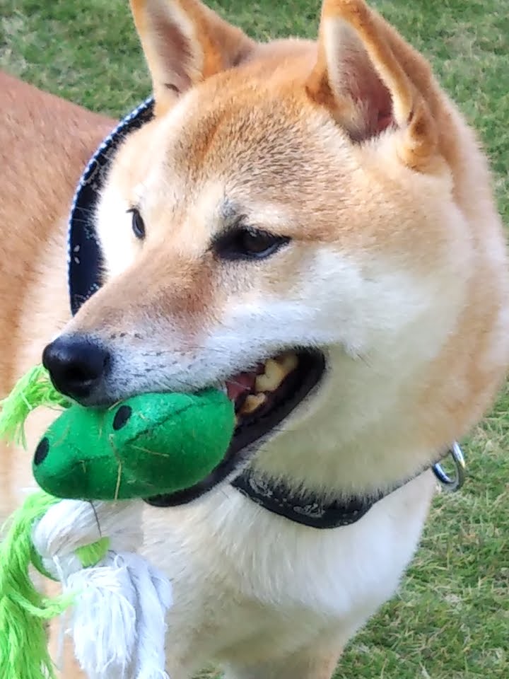 ドッグガーデンユーカリ