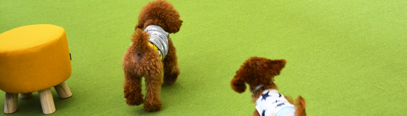 わんわんの遊園地