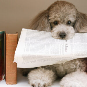 アイドッグラティ高松店