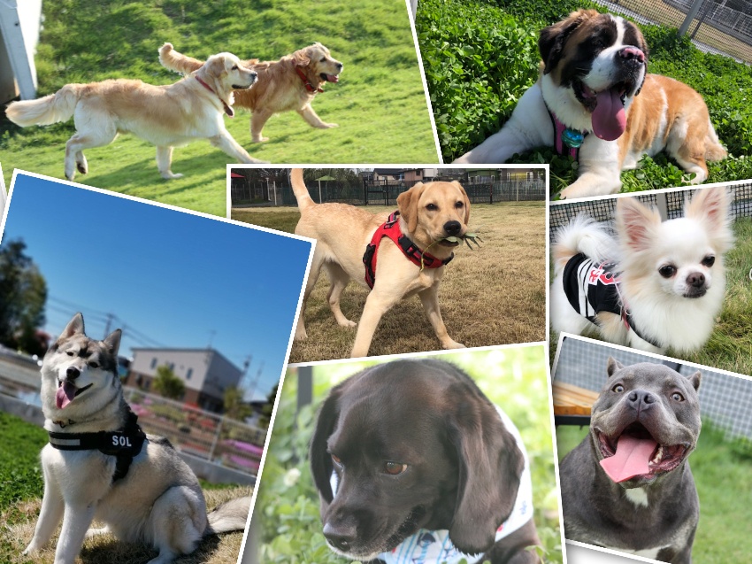 ドッグリゾートさかい