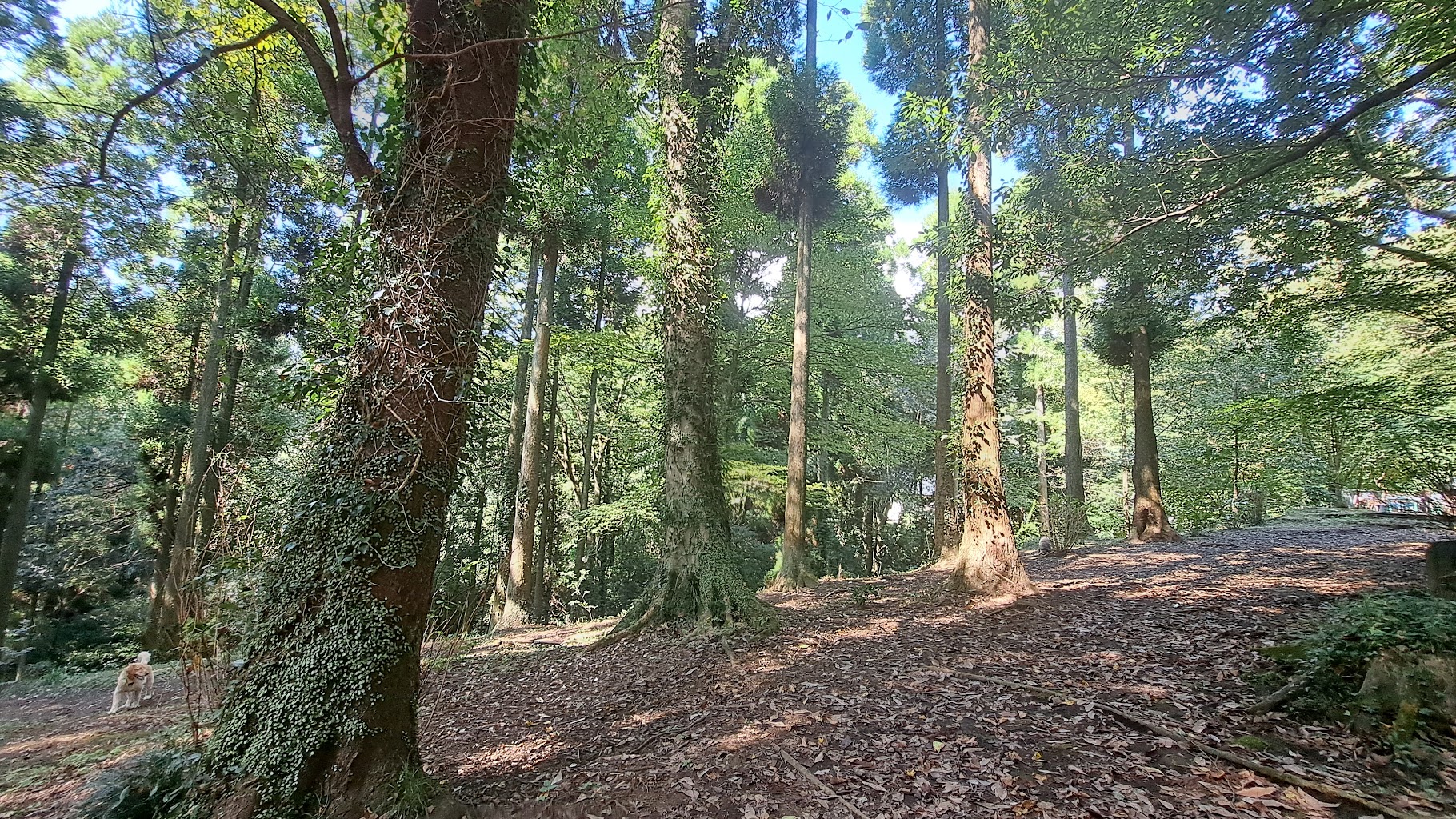 ピースフルハート