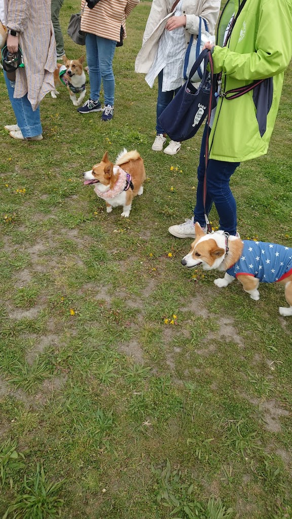 ドッグランインディ