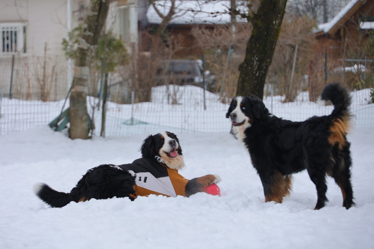 サンデーズガーデン