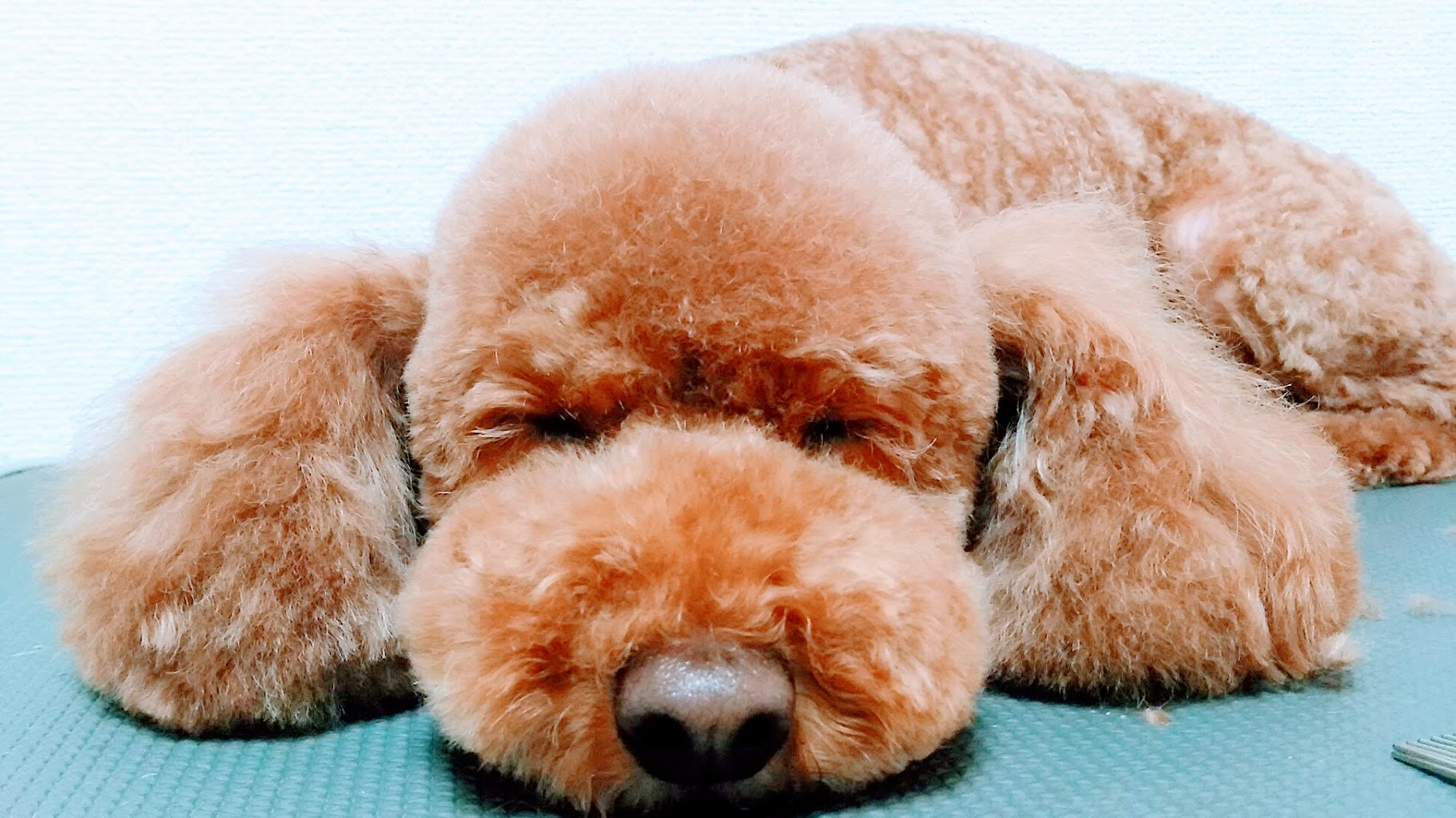 クイックトリミング　ぽち