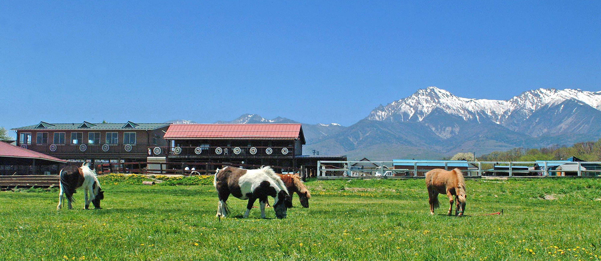 滝沢牧場ドッグランド