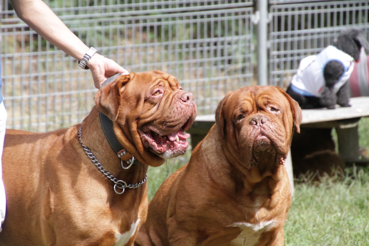 ひょうごｱﾆﾏﾙｻｰｸﾙ　わんわんパーク