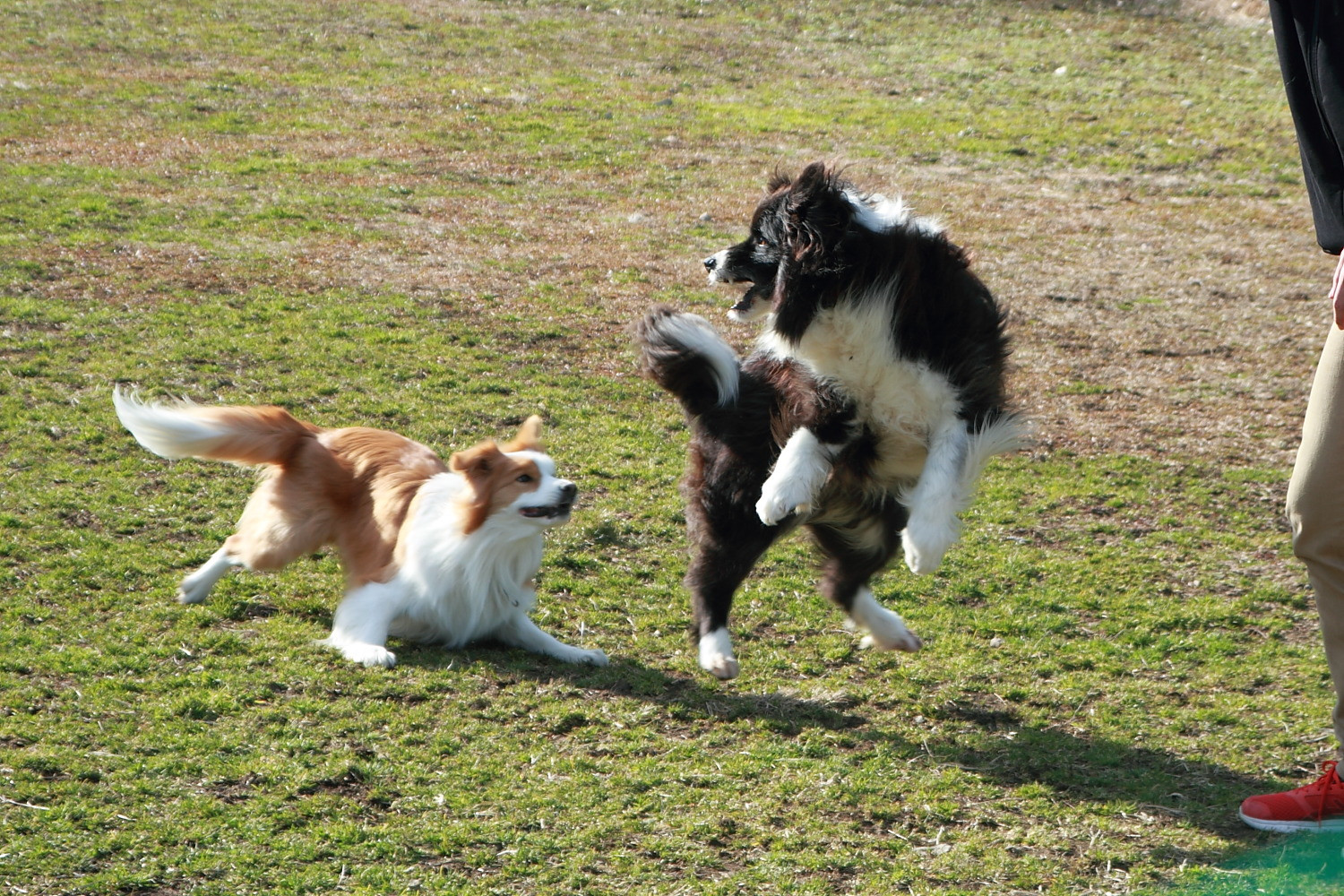 ドッグランＷＡＮ−ＷＡ