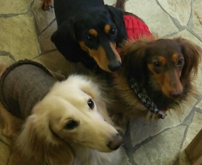 ドックカフェ英