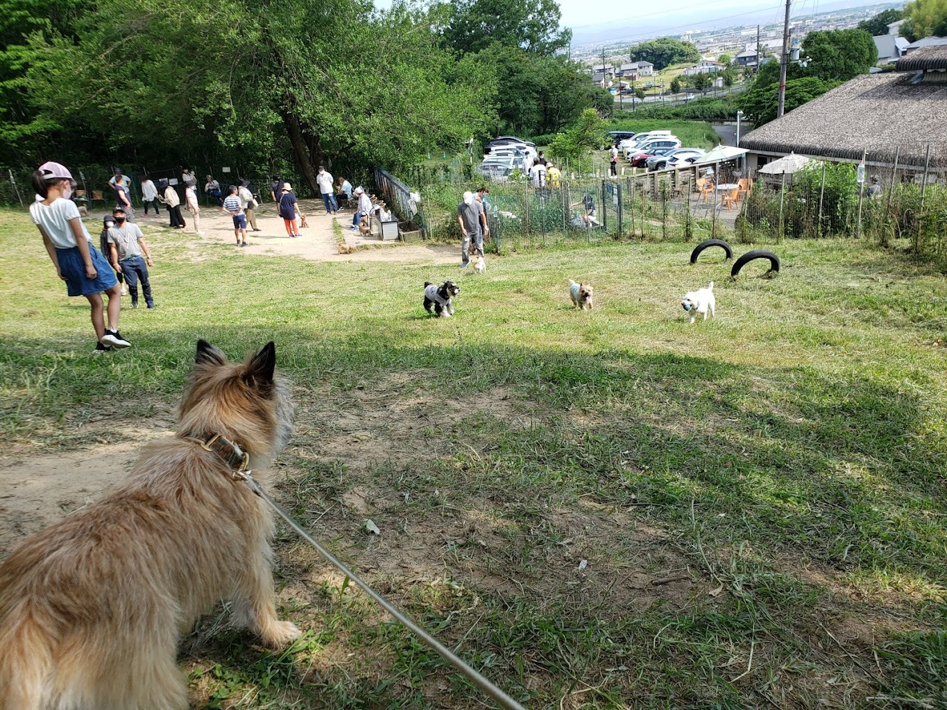 ドッグラン・まほろばの丘