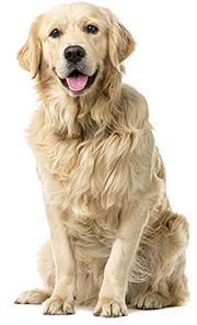 富士芦ノ湖パノラマパーク