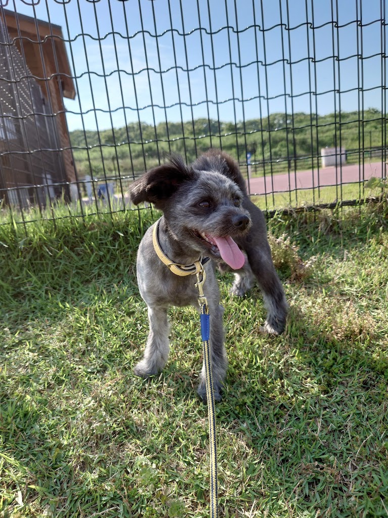 筑後広域公園 ドッグラン