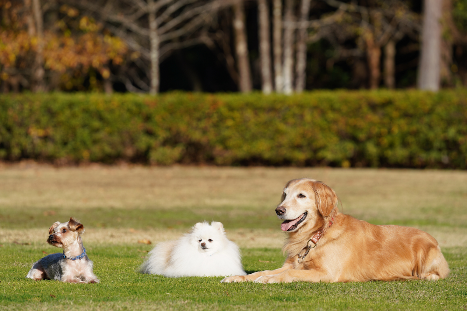 ペットリゾートカレッジ日光