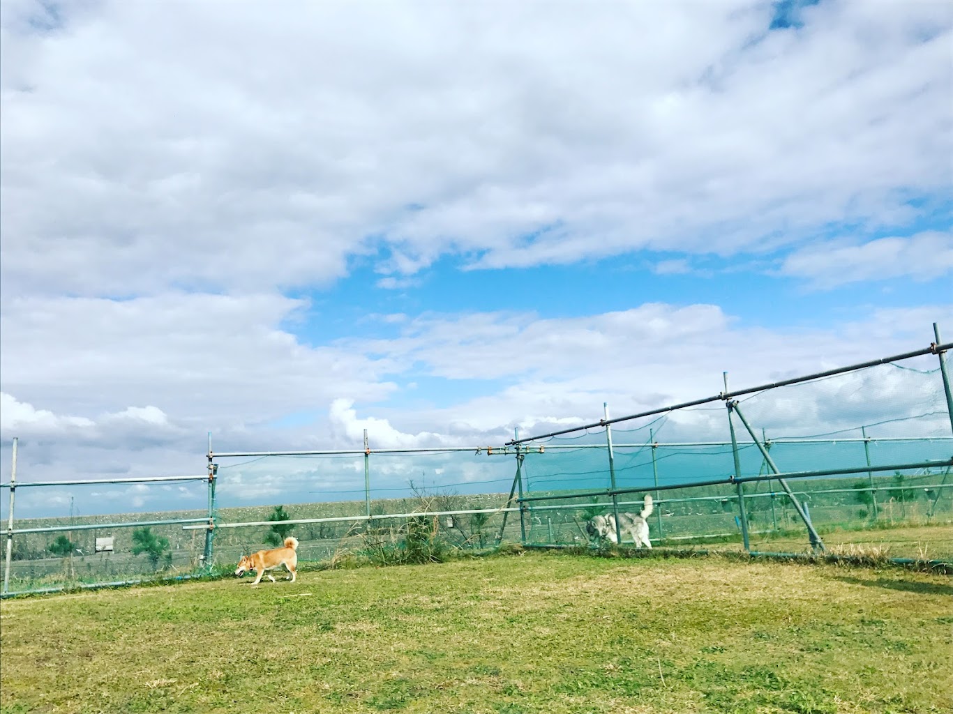 あさひシーサイドドッグラン