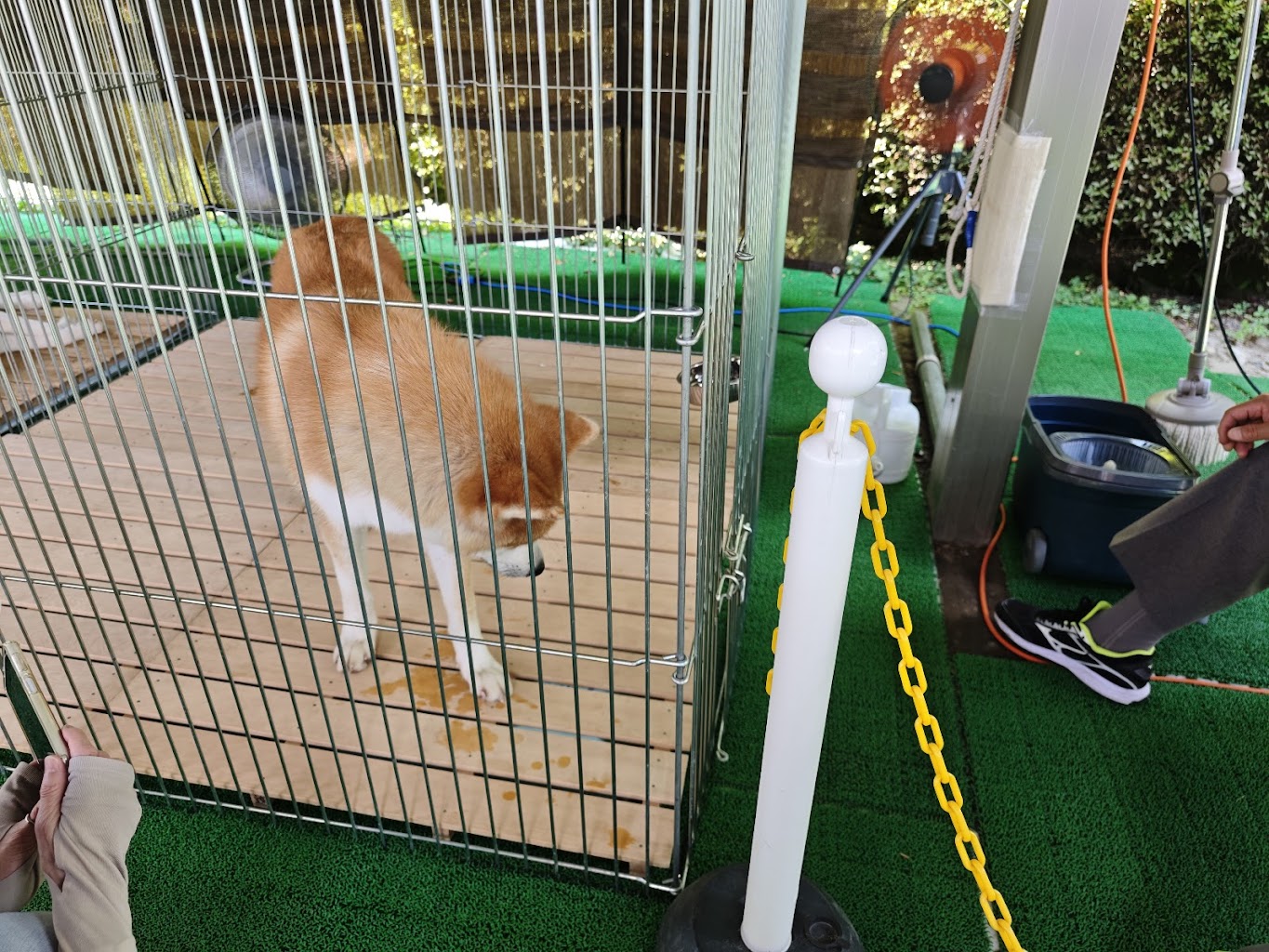 秋田犬ふれあい処in千秋公園