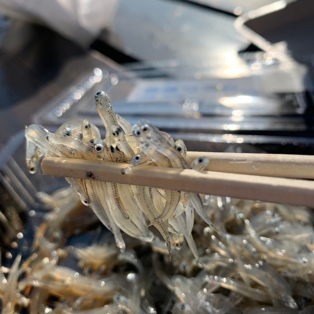 大磯港 湘南しらす ふじ丸