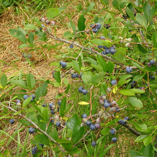 ブルーベリー 園 花の谷
