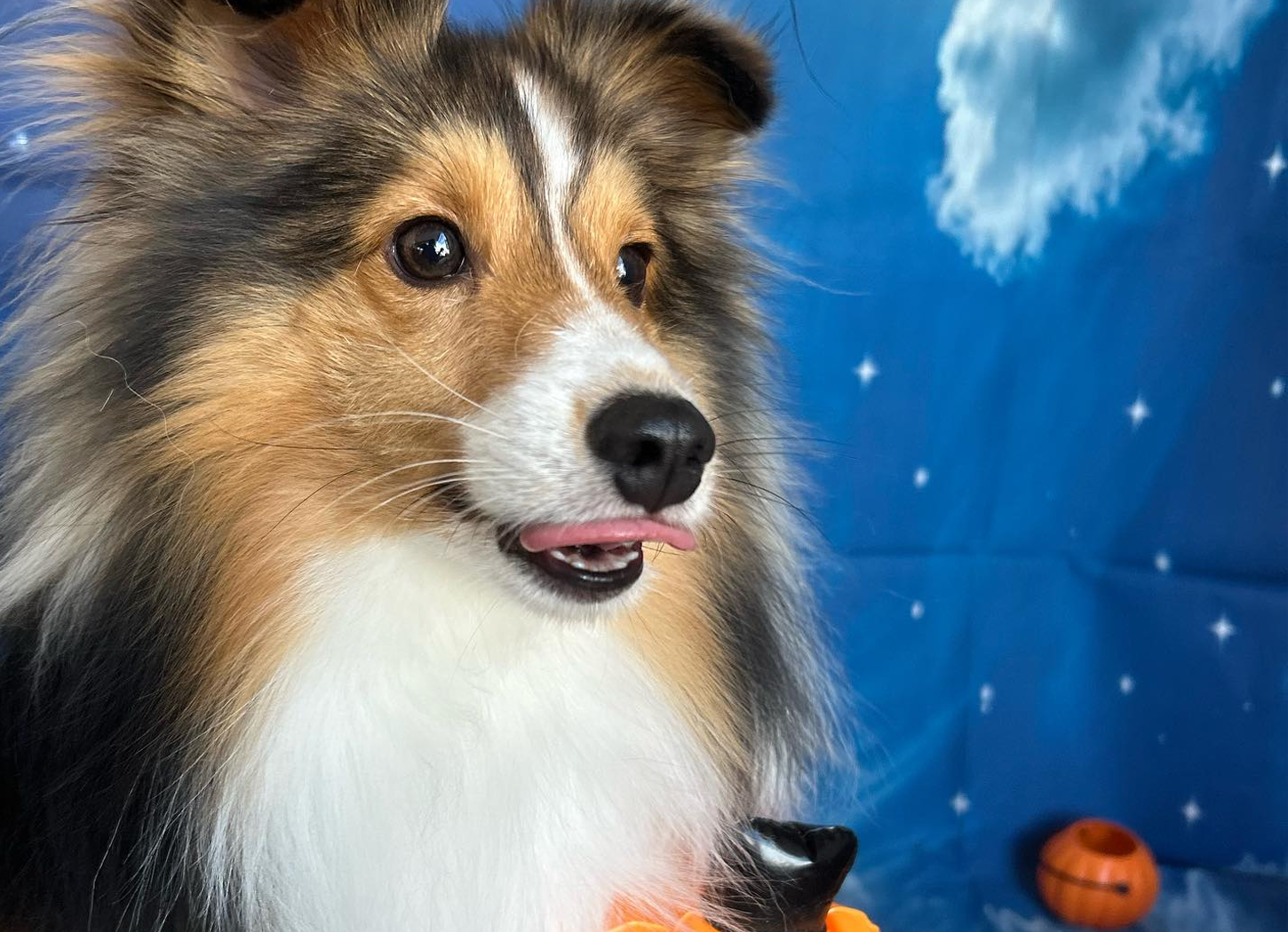 マリーズ ドッグカフェ