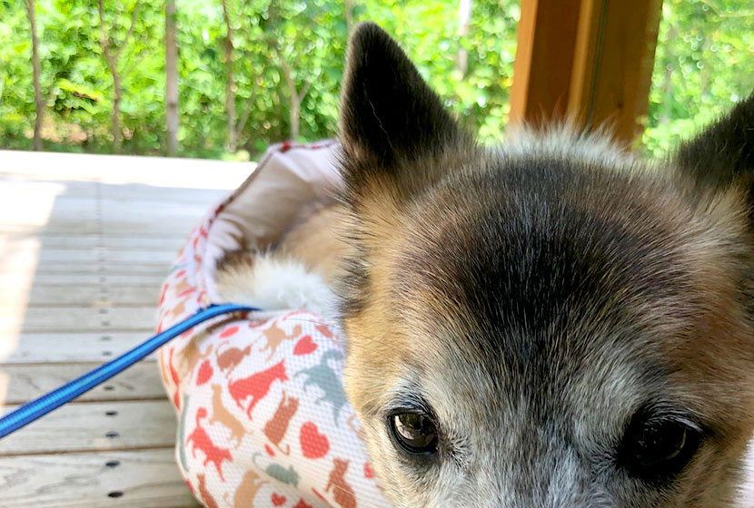 ガーデンカフェ リプル