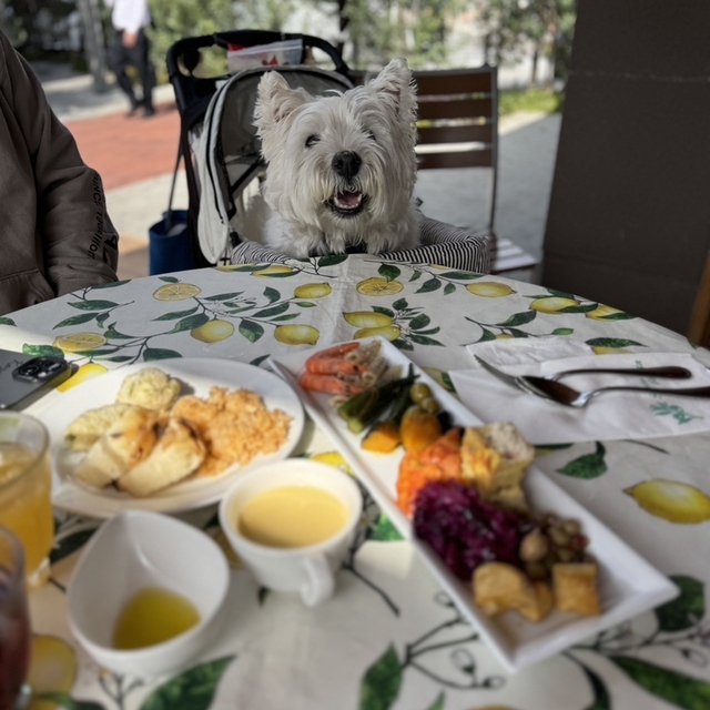 キャナリイ・ロウ 千早店