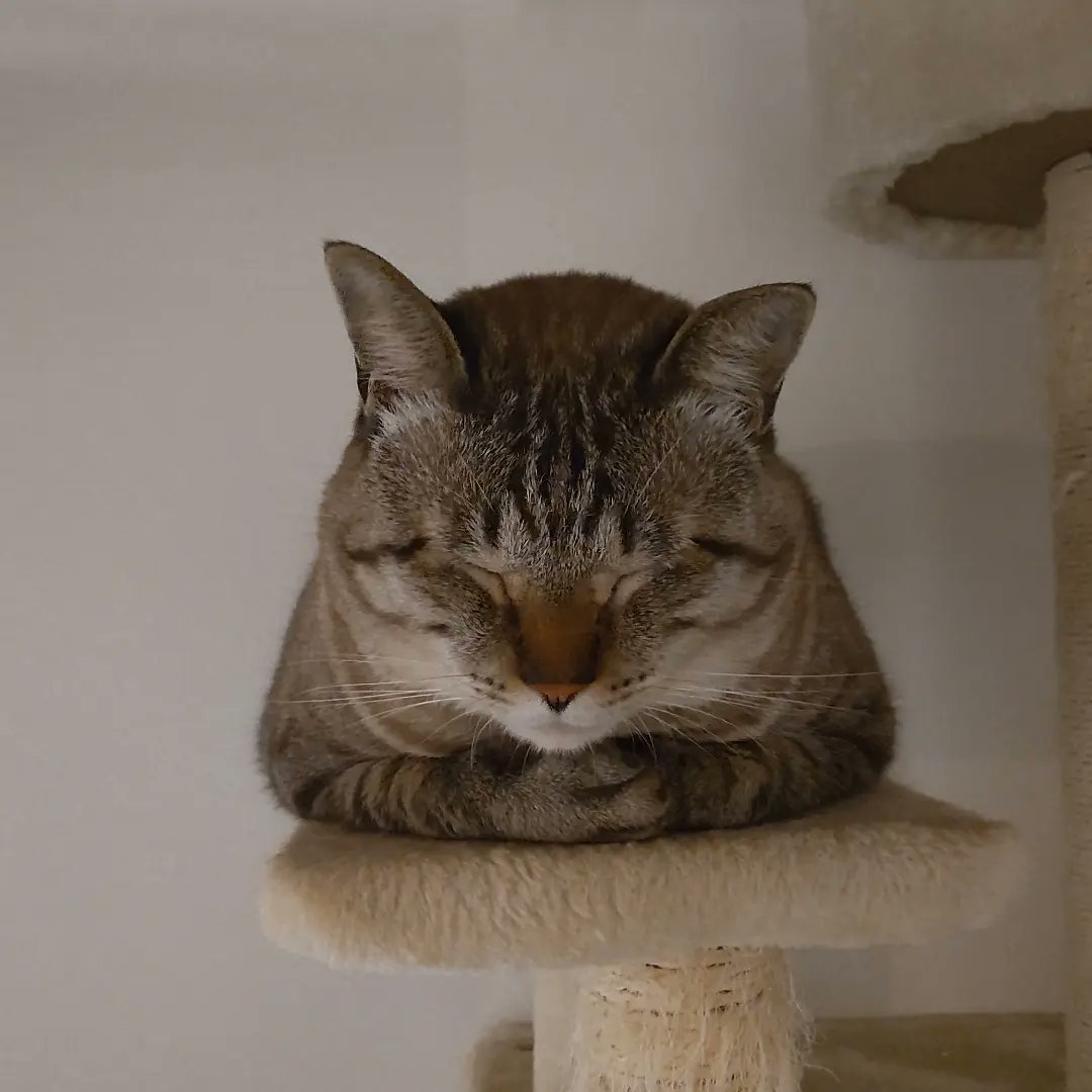 カフェ＆リラクゼーション ねこのて