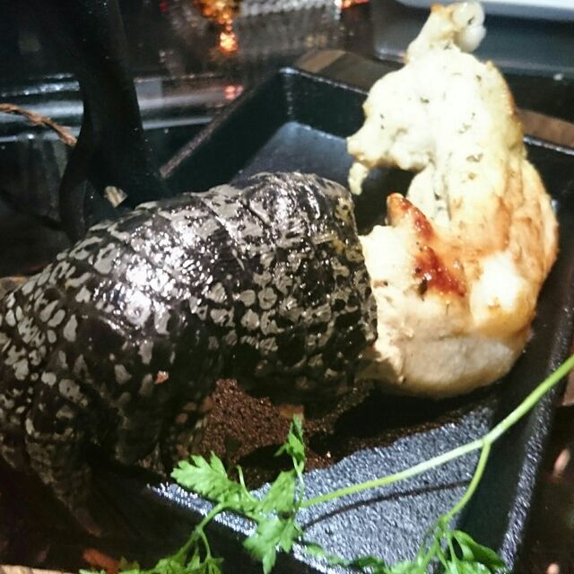 アニマルカフェ＆バー ズー