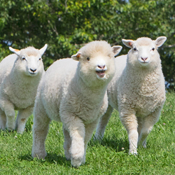 マザー牧場 グランピング Green Base