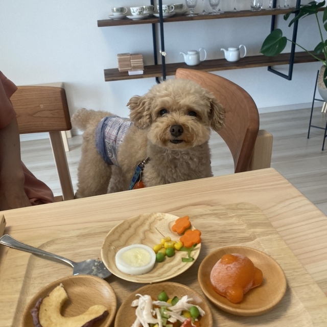 犬と私のオーガニックカフェ Sanctuary