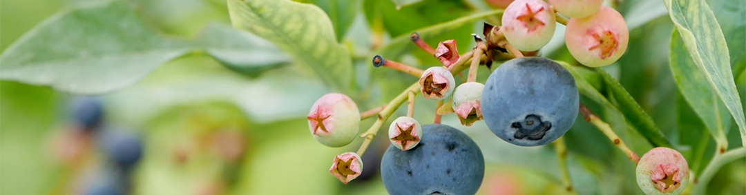 はなぶさ有機農園ALM