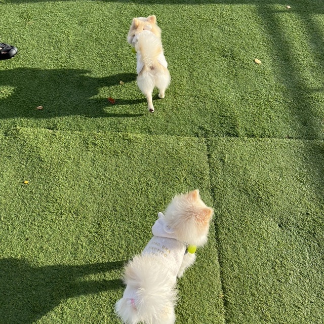 わんダフルCAFE メグミ