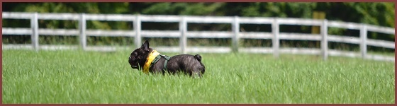 Cafe Kai with dogs yatsugatake