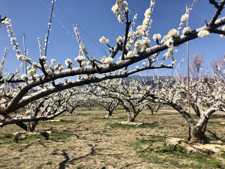 湖畔cafe NATIVE GARDEN+