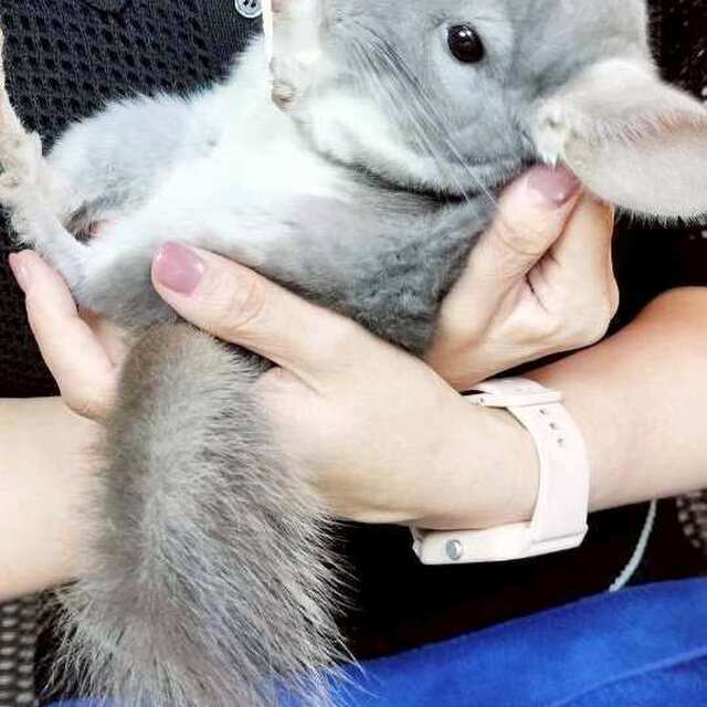 CHINCHILLA FOIRE