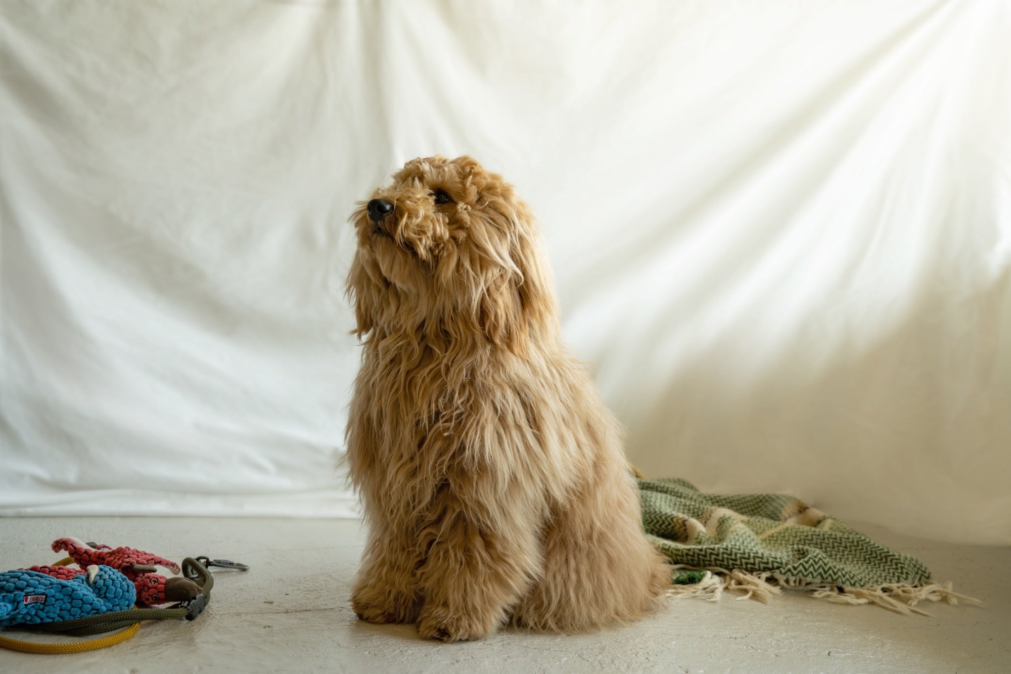 DOG GOODS＆CAFE SHEi