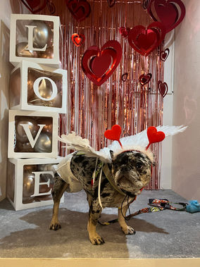 Dog Run Cafe THE RUN