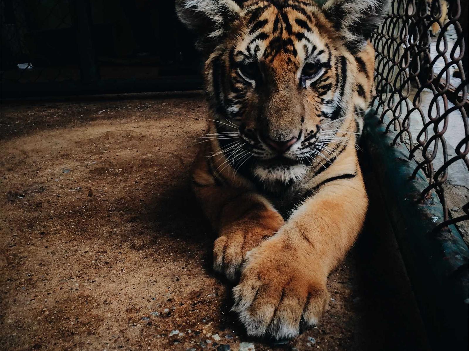 Irish Pub BULL & BEAR