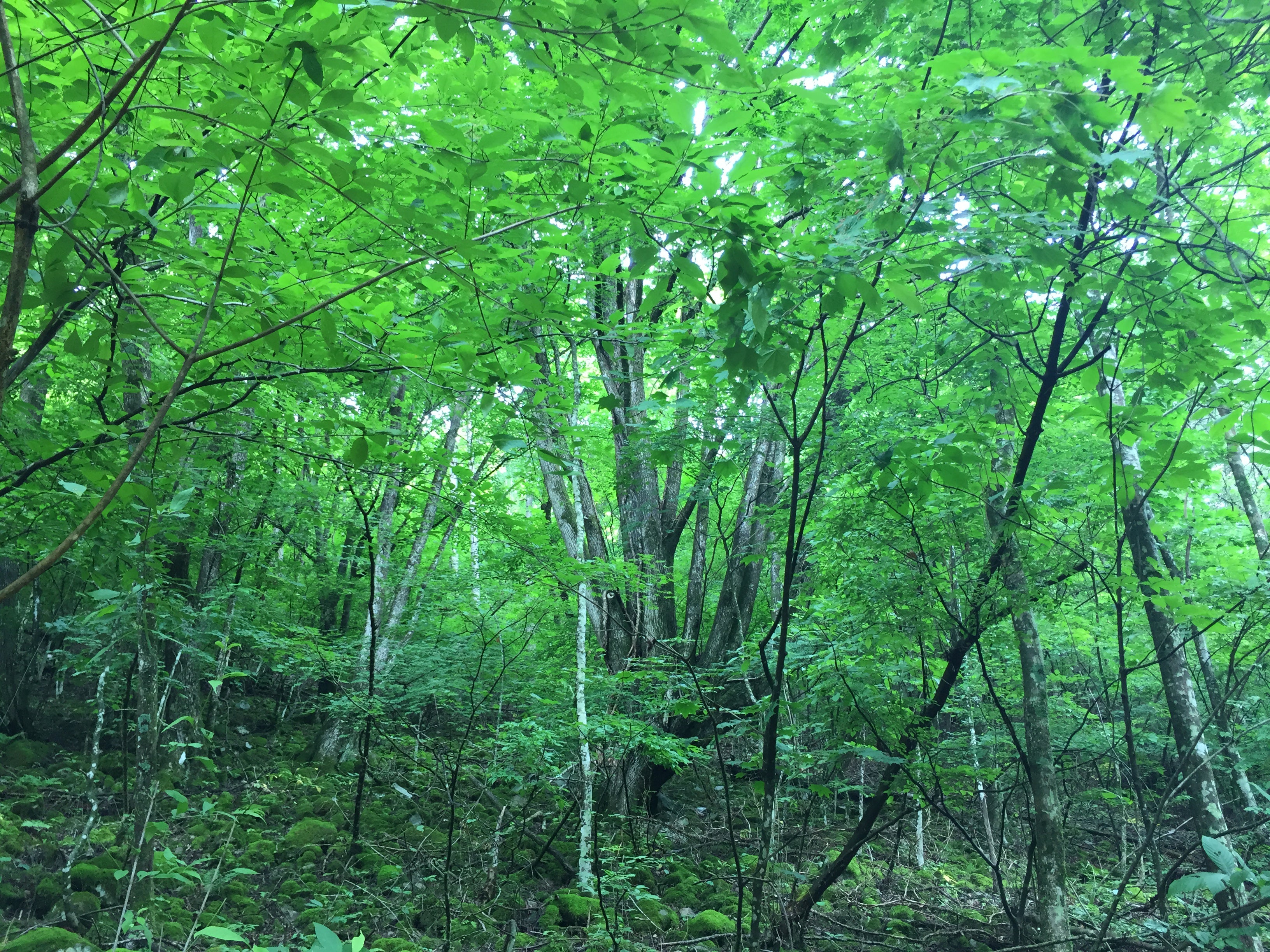 ひのはらファクトリー