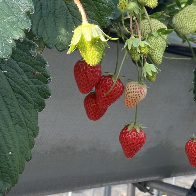 久保田いちご狩り園