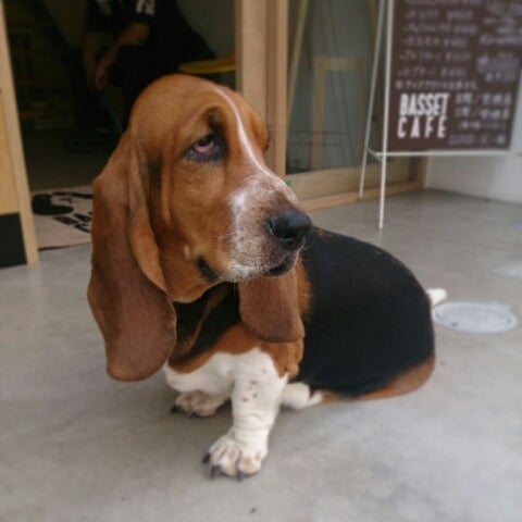 バセットカフェ