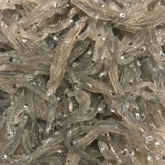 呼子・焼酎酒房