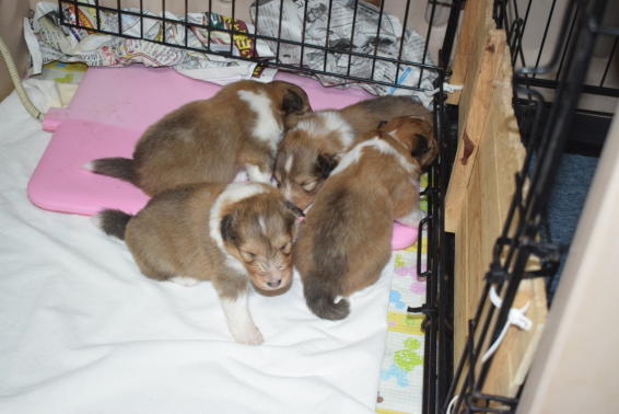 ドックカフェ・アンナ