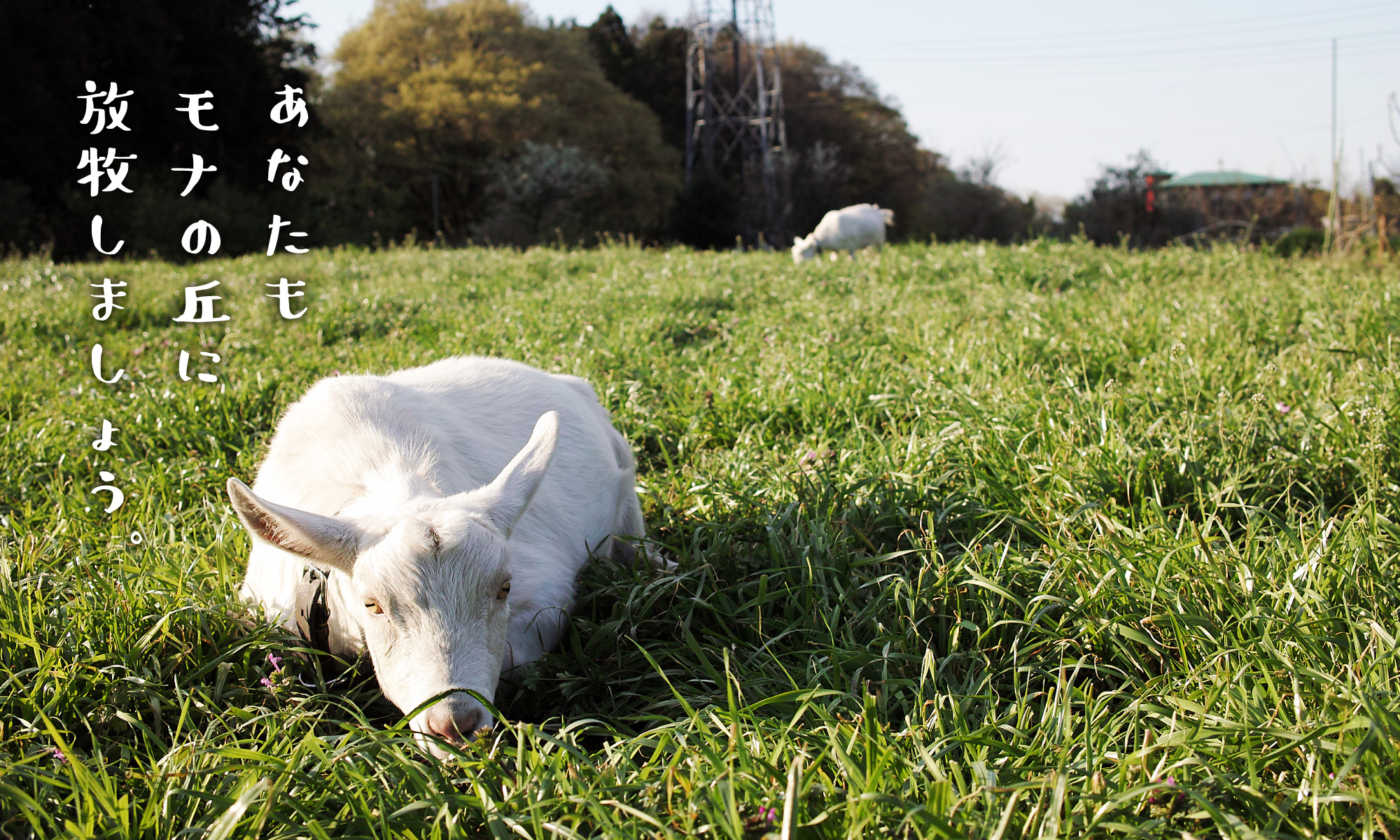 モナサンサール