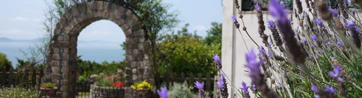 モッキングバード