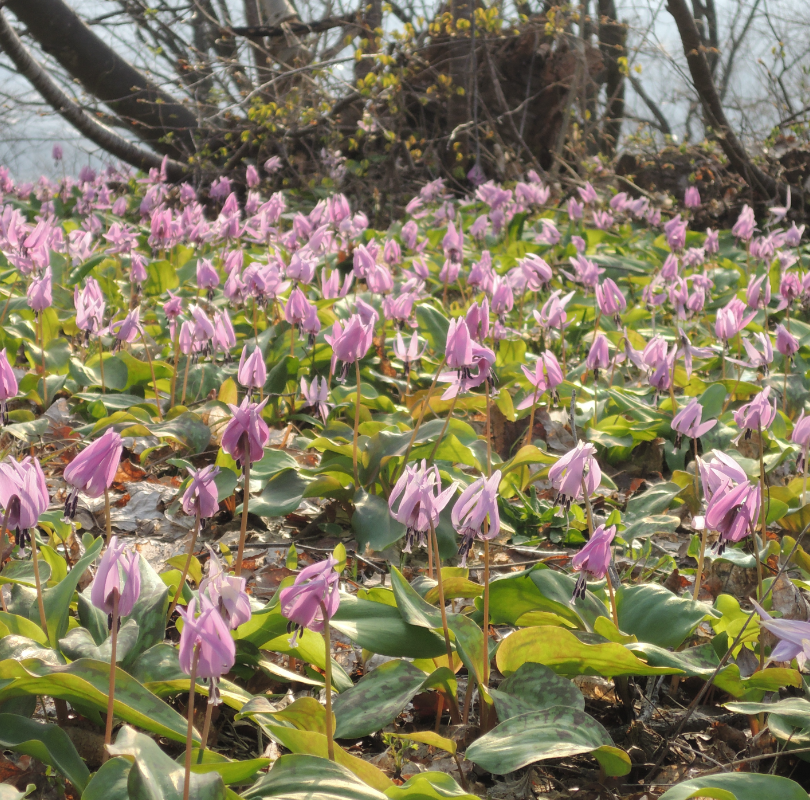 YUKIMURO WAGYU UCHIYAMA